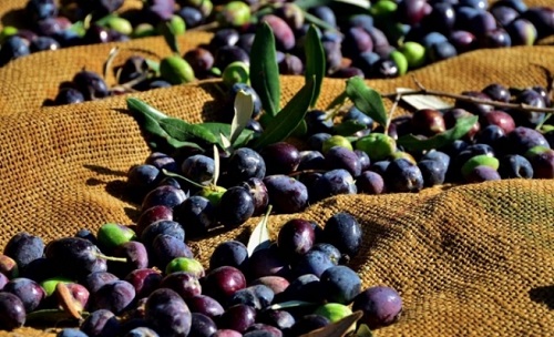 Read more about the article Zeytin Hasadı Bilgilendirme